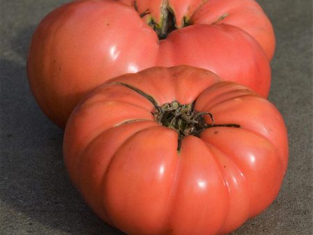 Tomate Beefsteak Dester Biologique For Sale