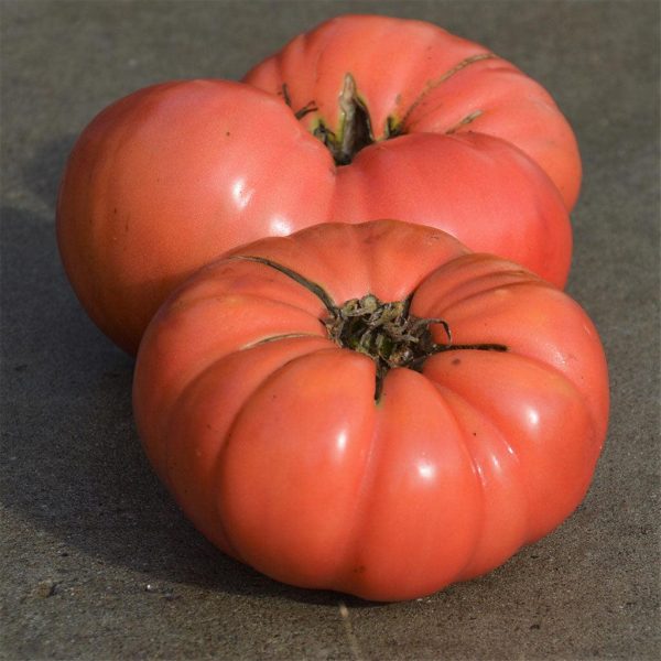 Tomate Beefsteak Dester Biologique For Sale