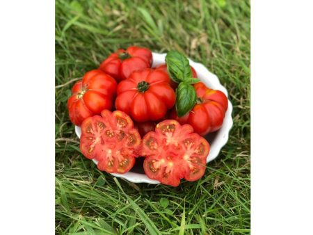 Tomate Costoluti Genovese Biologique (Semences) Hot on Sale