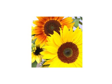 Tournesols d Ornement en Mélange Biologique Online Hot Sale