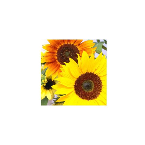 Tournesols d Ornement en Mélange Biologique Online Hot Sale