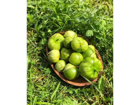 Tomatillo Gigante Verde Biologique (Semences) Sale