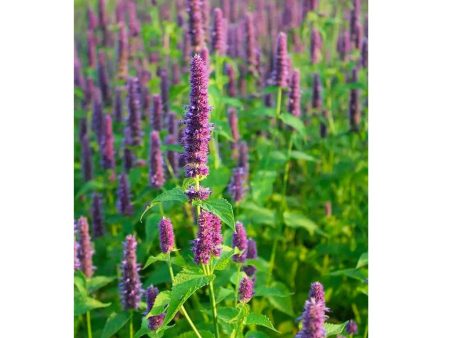 Agastache Biologique (Semences) on Sale