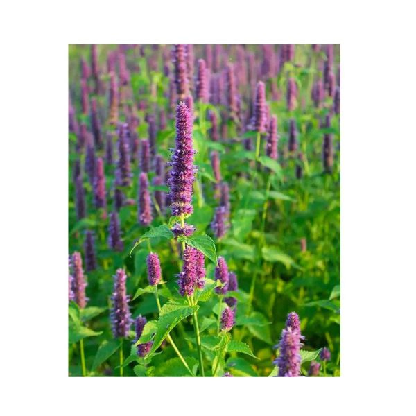 Agastache Biologique (Semences) on Sale