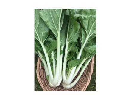 Bok Choi Prize Choi Biologique (Semences) Supply