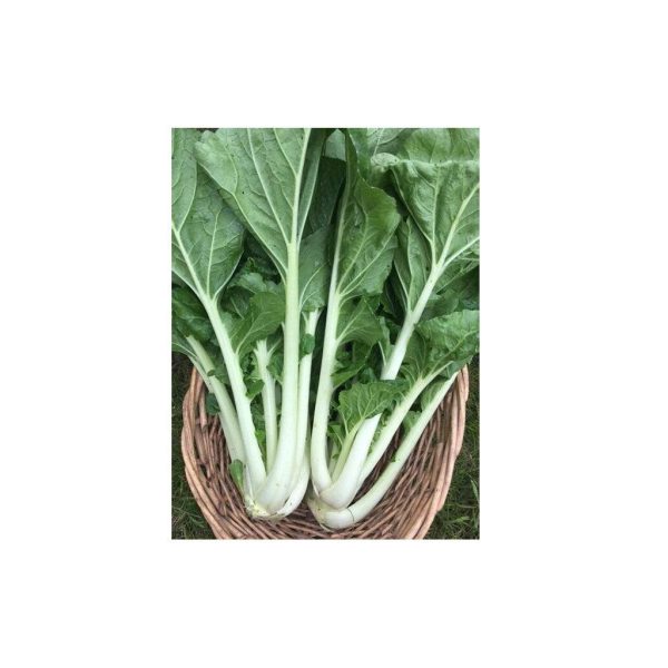 Bok Choi Prize Choi Biologique (Semences) Supply