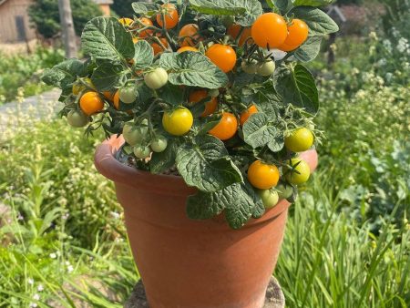 Tomate Orange Hat Biologique Fashion