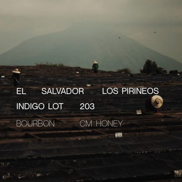 El Salvador Los Pirineos Indigo Lot 203 - CM Honey Online Hot Sale