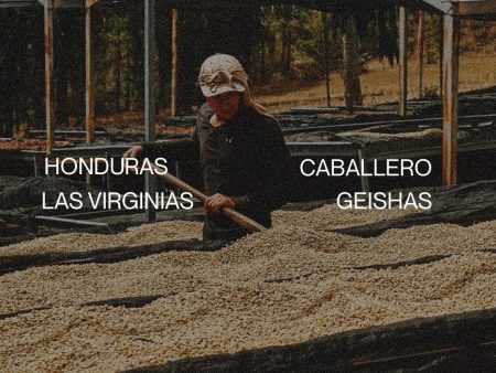 Honduras Caballero Las Virginias - Geisha Hot on Sale