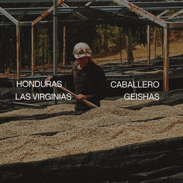 Honduras Caballero Las Virginias - Geisha Hot on Sale