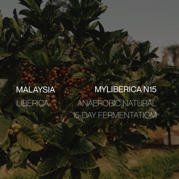 Malaysia Liberica - Anaerobic Natural on Sale