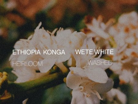 Ethiopia Yirgacheffe Konga Wete White - Washed For Discount