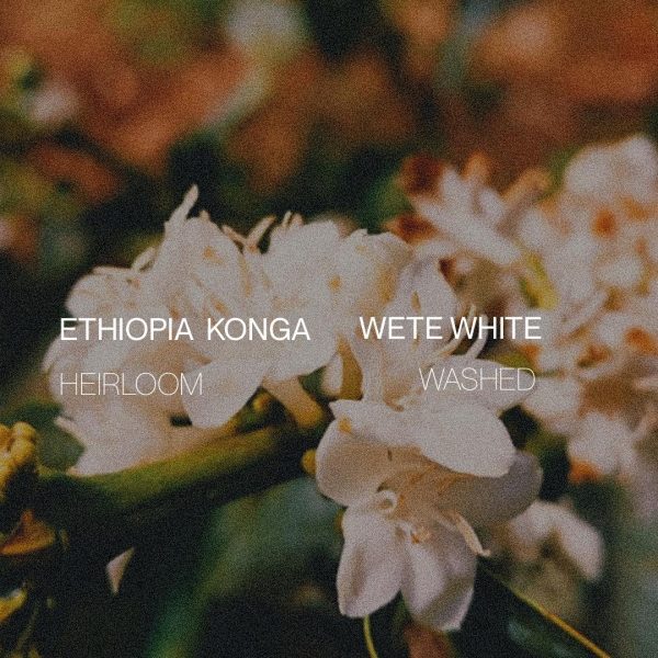 Ethiopia Yirgacheffe Konga Wete White - Washed For Discount