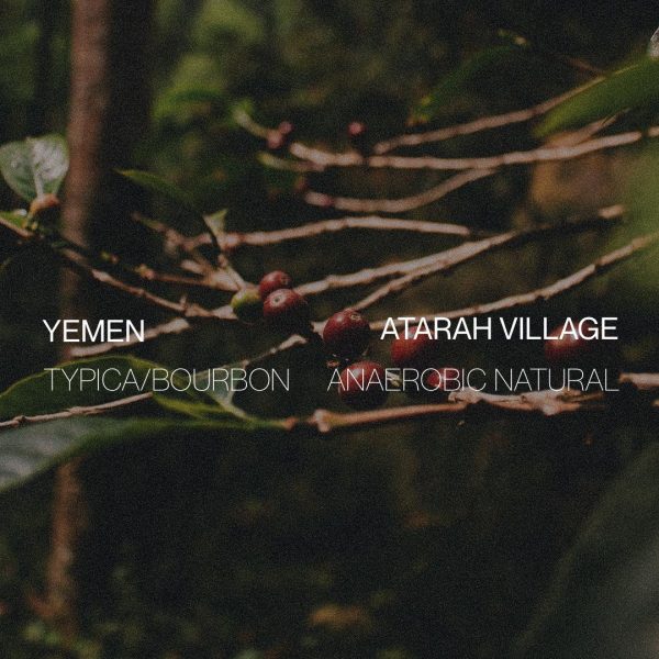 Yemen Atarah Village - Anaerobic Natural For Cheap