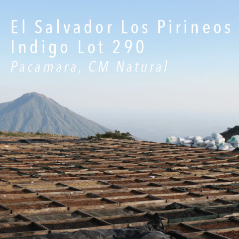 El Salvador Los Pirineos Pacamara Indigo Lot 290 For Sale