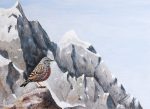 Alpine Accentor Discount