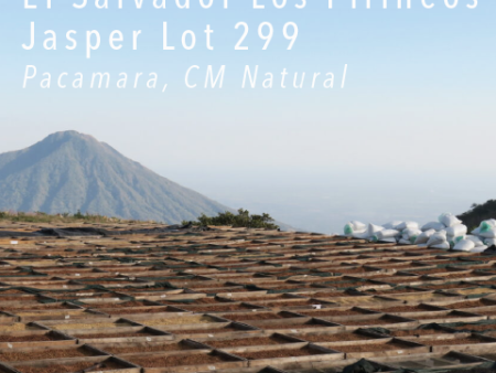 El Salvador Los Pirineos Pacamara Jasper Lot 299 Supply