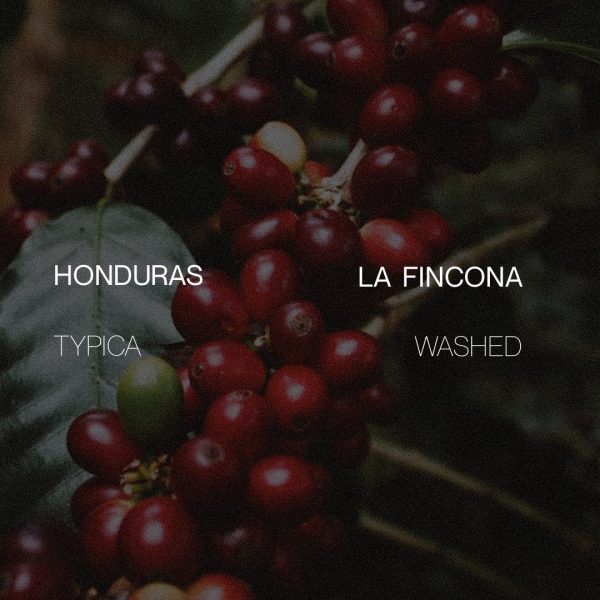 Honduras La Fincona - Washed Fashion